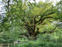 IMG_8611