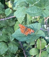 IMG_9589