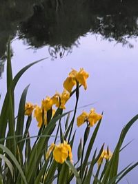 IMG_6910